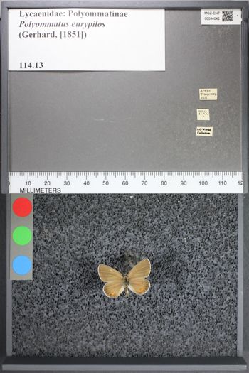 Media type: image;   Entomology 54042